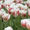 [ELIMINADO 2025] Tulipanes Flaming Spring Green (5 Vista previa de la imagen del producto 2