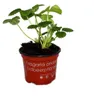 Weisse Erdbeere Snow White mit 3 Pflanzen Fragaria Produktbild-Vorschau 3
