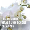 Düngestäbchen COMPO für Orchideen 20 St Produktbild-Vorschau 10