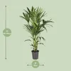 Kentiapalme Howea Forsteriana Zimmerpflanze Ø21cm 120cm Produktbild-Vorschau 2