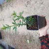 Jaśmin nagokwiatowy 1L Podgląd zdjęcia produktu 11
