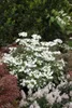 Viburnum plicatum 'Watanabe', Japanischer Schneeball, weiß, Produktbild-Vorschau 2