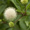 A close-up view of a white flower with many thin petals and stamens, along with a green bud, on a plant with green leaves and brown stems. Produktbild-Vorschau