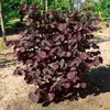 Corylus avellana, Haselnuss, 60–100 cm Produktbild-Vorschau 6