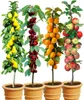 Four potted columnar fruit trees (pear, cherry, apricot, and apple) are displayed against a white background. Produktbild-Vorschau