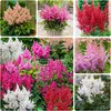 Colección de astilbes resistentes al invierno - 10 Vista previa de la imagen del producto 1