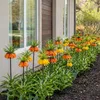 Kaiserkronen Knollen Mehrjährig - Fritillaria Imperialis Produktbild-Vorschau 2
