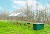 A large chicken coop with several chickens in a grassy outdoor setting. Voir les images du produit