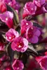 Weigelie Victoria 40-60 cm, im Topf - Weigela florida Produktbild-Vorschau 3