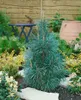 Pinus sylvestris, Waldkiefer, 40–60 cm Produktbild-Vorschau 11