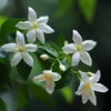 Jasmin - 3 Stk - Jasminum 'Officinale' - Höhe 25-40cm - Produktbild-Vorschau 3