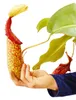 Nepenthes maxima - Riesen-Kannenpflanze - Ampel Produktbild-Vorschau 4