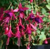 Fuchsia magellanica 'M.Popple', Fuchsie, rot-violett, ca. Produktbild-Vorschau 5
