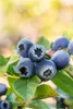 Kulturheidelbeere Bluecrop 80-100 cm, im Topf - Vaccinium Produktbild-Vorschau 10