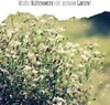 Schleierkraut Samen mehrjährig & winterhart (Gypsophilia Produktbild-Vorschau 2