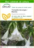 SAFLAX  - Trompette des anges / Blanche - 10 graines - Avec Voir les images du produit 1
