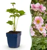 Green boutiQ - Plante vivace - Anémone hybride « Königin Voir les images du produit 1