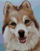 Zuty - Malen nach Zahlen - HUSKY (MYROSLAVA VOLOSCHUK), Produktbild-Vorschau 1