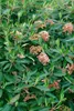 Viburnum 'Pragense', immergrün, 80–100 cm Produktbild-Vorschau 12
