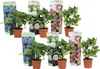 A collection of potted hydrangea plants with decorative packaging. Produktbild-Vorschau