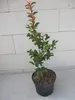 Lagerstroemia Indica Tuskegee - Kräuselmyrte Tuskegee - Produktbild-Vorschau 3