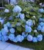 A close-up of a bush with many blue hydrangeas and green leaves. Produktbild-Vorschau