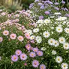 Green boutiQ – Stauden – Aster Tricolour – Strand-Aster – Produktbild-Vorschau 5
