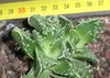 SAFLAX - Echter Tigerrachen - Faucaria tigrina - 40 Samen Produktbild-Vorschau 8