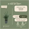 Plants by Frank | 6 Eiben Pflanzen | Taxus Baccata | Produktbild-Vorschau 4