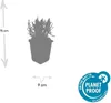 Lavendel Lavandula angustifolia 'Munstead' – 48 Pflanzen – Produktbild-Vorschau 3