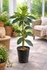 Avocatier « Bacon » 120–160 cm en pot – Avocatier pour Voir les images du produit 3