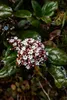 A close-up of a flowering plant with small white flowers and green leaves. Produktbild-Vorschau