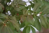 Euonymus alatus Compactus - Korkflügelstrauch Compactus - Produktbild-Vorschau 2