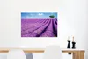MuchoWow® Poster Rollende Lavendelhügel mit einem Baum Produktbild-Vorschau 5
