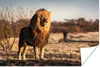 MuchoWow® Poster Löwe - Hügel - Sonne 180x120 cm - Produktbild-Vorschau 1