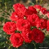Kordes Zwergrose Zwergenfee '09® Orange-rot Produktbild-Vorschau 2