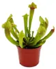 Trubkovitá rostlina - Sarracenia "Fiona" - Masožravá Náhled obrázku produktu 2
