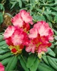 Rhododendron yakushimanum 'Fantastica', rosa-rot, 40–50 cm Produktbild-Vorschau 14