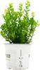 Ilex crenata 'Robustico', Japanische Stechpalme, immergrün, Produktbild-Vorschau 1