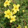 2 x  Fingerstrauch'Elisabeth' - Potentilla fruticosa Produktbild-Vorschau 1
