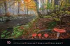 Magische Wälder 2027 Produktbild-Vorschau 3