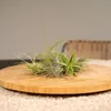 Tillandsia Air Mix, 20 kusu vzdušných rostlin, prumer 6cm, Náhled obrázku produktu 2