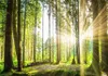 Fototapete selbstklebend Wald 294x210 cm Tapete Wandtapete Produktbild-Vorschau 2