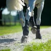 Back on Track Arbeitsgamaschen Hinterbein schwarz, Größe:L Produktbild-Vorschau 3