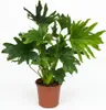 Green boutiQ - Zimmerpflanze - Philodendron - Philodendron Produktbild-Vorschau 2