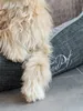 A close-up of a dog's paw resting on a dog bed. Produktbild-Vorschau