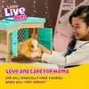 Piccoli animali vivi - Mamma cavia a sorpresa Anteprima dell’immagine prodotto 36