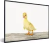 MuchoWow® Gerahmtes Poster Ente - Küken - Tiere - Süß - Produktbild-Vorschau 1