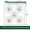 Stauden Gänge 5 x Hakonechloa macra im 1 Liter Topf - Produktbild-Vorschau 10