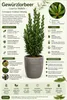 Gewürzlorbeer (Laurus nobilis) 160–200 cm – Echter Produktbild-Vorschau 2